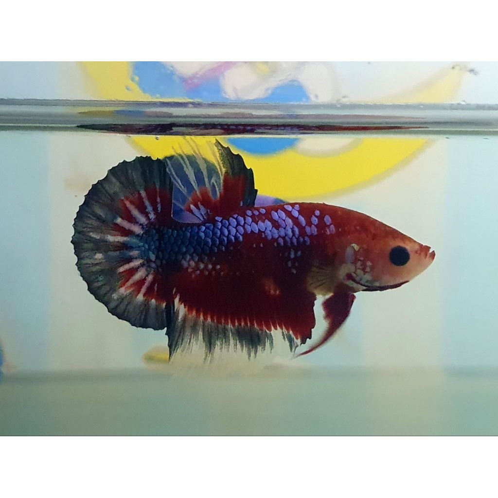 plakat hellboy blue tail realpict