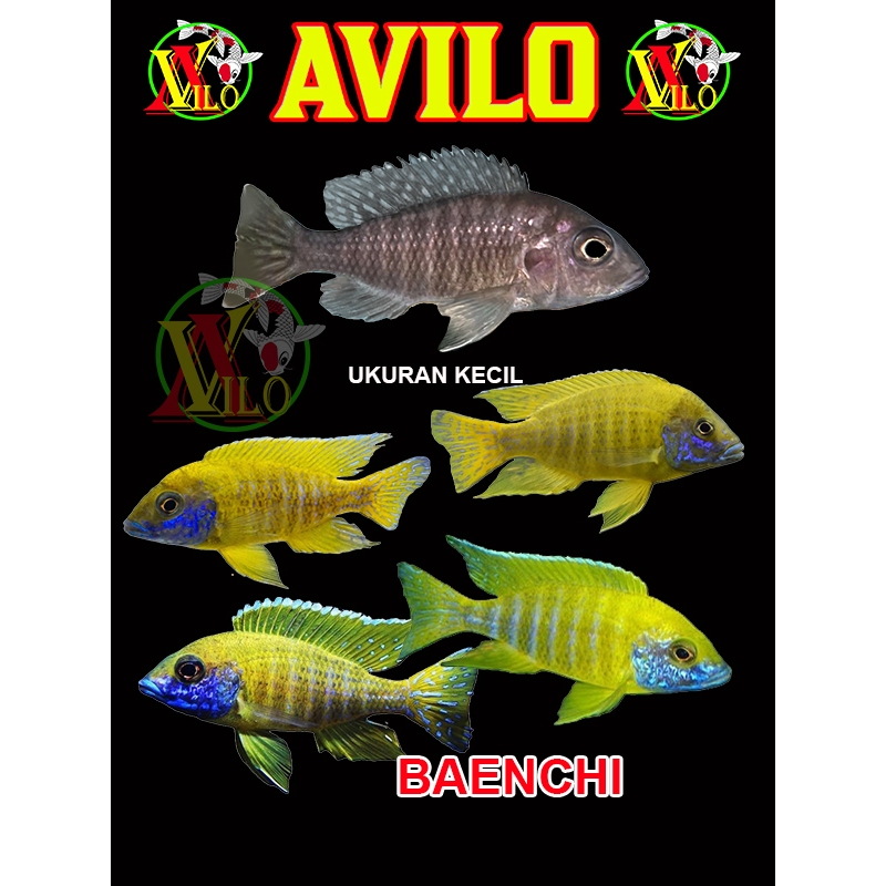 ojek ikan yellow baenchi baenschi KUNING afrika siklid siklit ciclid size kecil ( sudah berwarna )