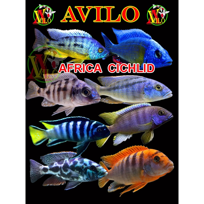 PAKET 10 ikan afrika siklid siklit ciclid jenis SPECIAL KHUSUS UKURAN kecil ( belum ada warna )