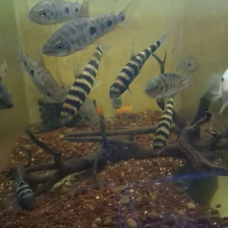 leporinus black banded 9-10 cm