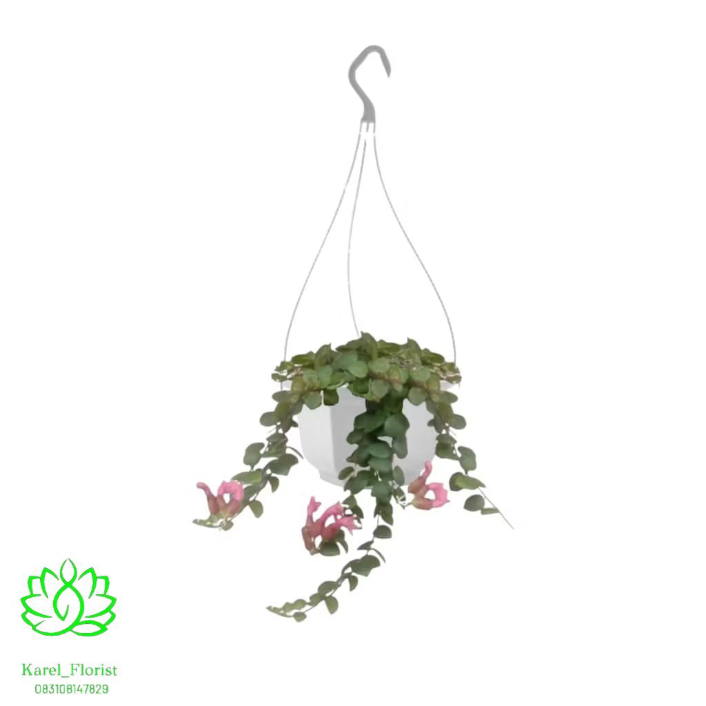 Tanaman gantung hoya lipstik bunga pink