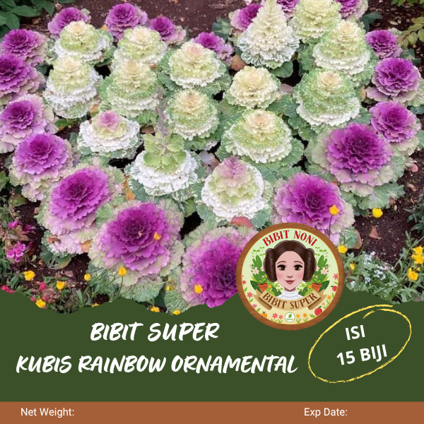 Bibit Super Kubis Rainbow Ornamental | Biji Benih Kubis Rainbow Kubis Pelangi
