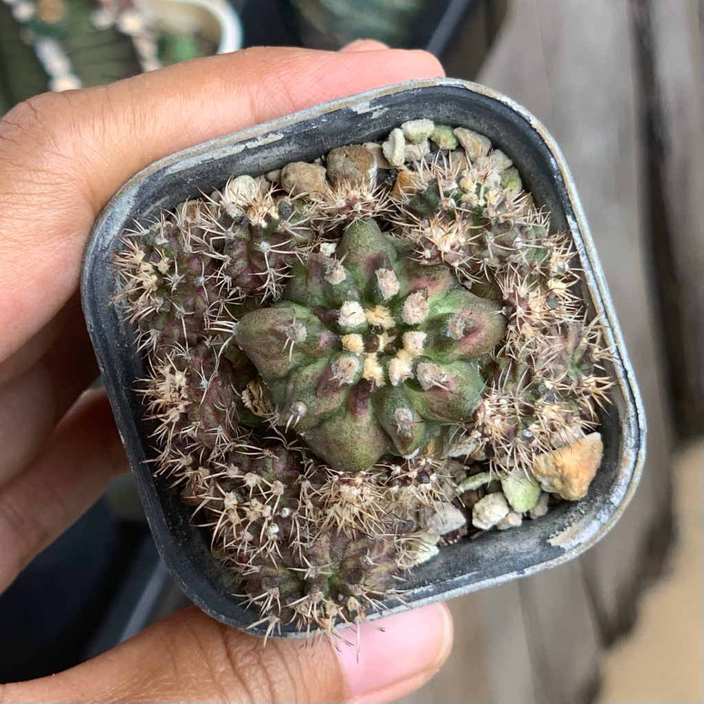 gymno tlux hybrid cluster kaktus gymnocalycium miha mihanovichii t series tanaman hias hidup gurun t