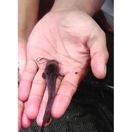 FREE ONGKIR Best seller_paket bibit ikan lele sangkuriang isi 50 ekor ukuran 10-11cm