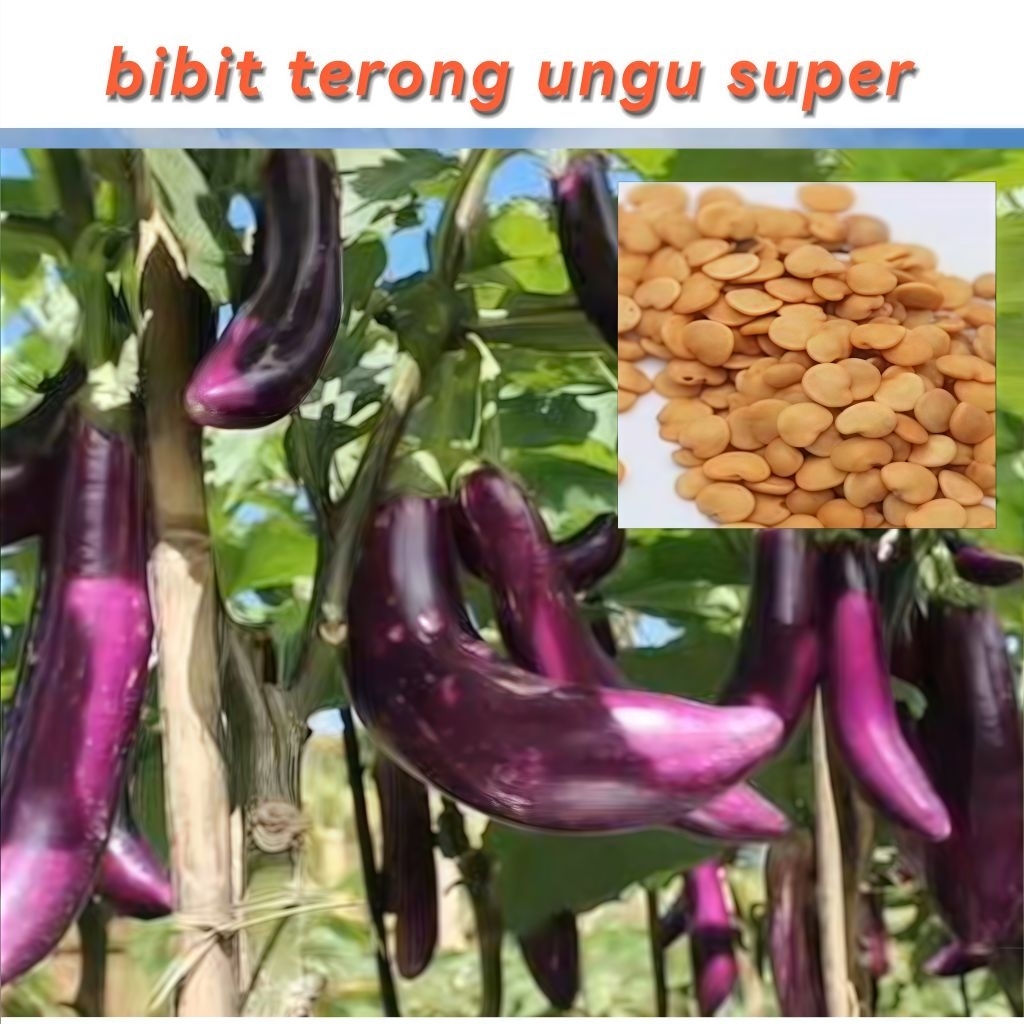 50 Biji Benih Terong Ungu Jenis Benih Sayuran pilihan