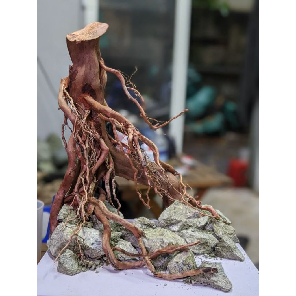 Aquascape 10 Pcs Akar Senggani Paket Hemat Hiasan Aquarium Akar Aquascape Tanaman Aquarium Akar Deko