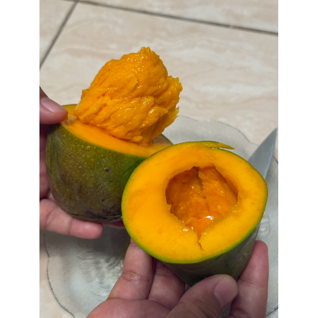 Mangga Alpukat Premium Asli Bangil/Mangga Alpukat Clonal21