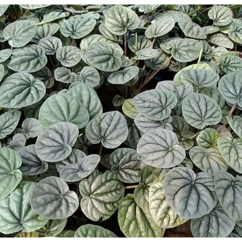 bunga hias peperomia silver murah, peperomia silver murah
