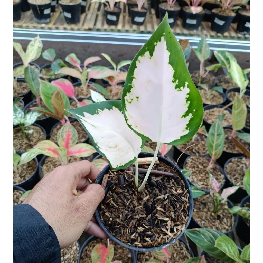 Bibit anakan aglonema kochin escada original