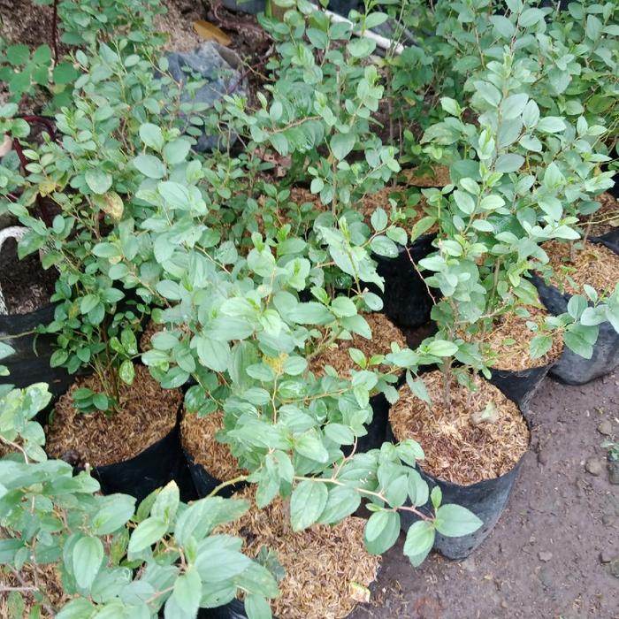 Tanaman Bidara Arab Hidup 30 cm - 50/ Bibit Bidara Sidr Asli ( Bukan Biji/ Benih )