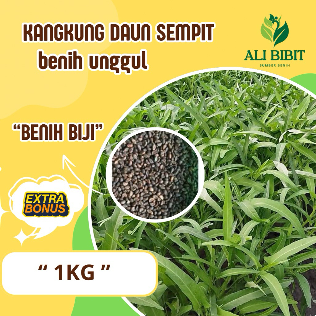 1  Kg> Biji Benih Kangkung Daun sempit> Bibit Kangkung Daun Sempit > Bonus Benih