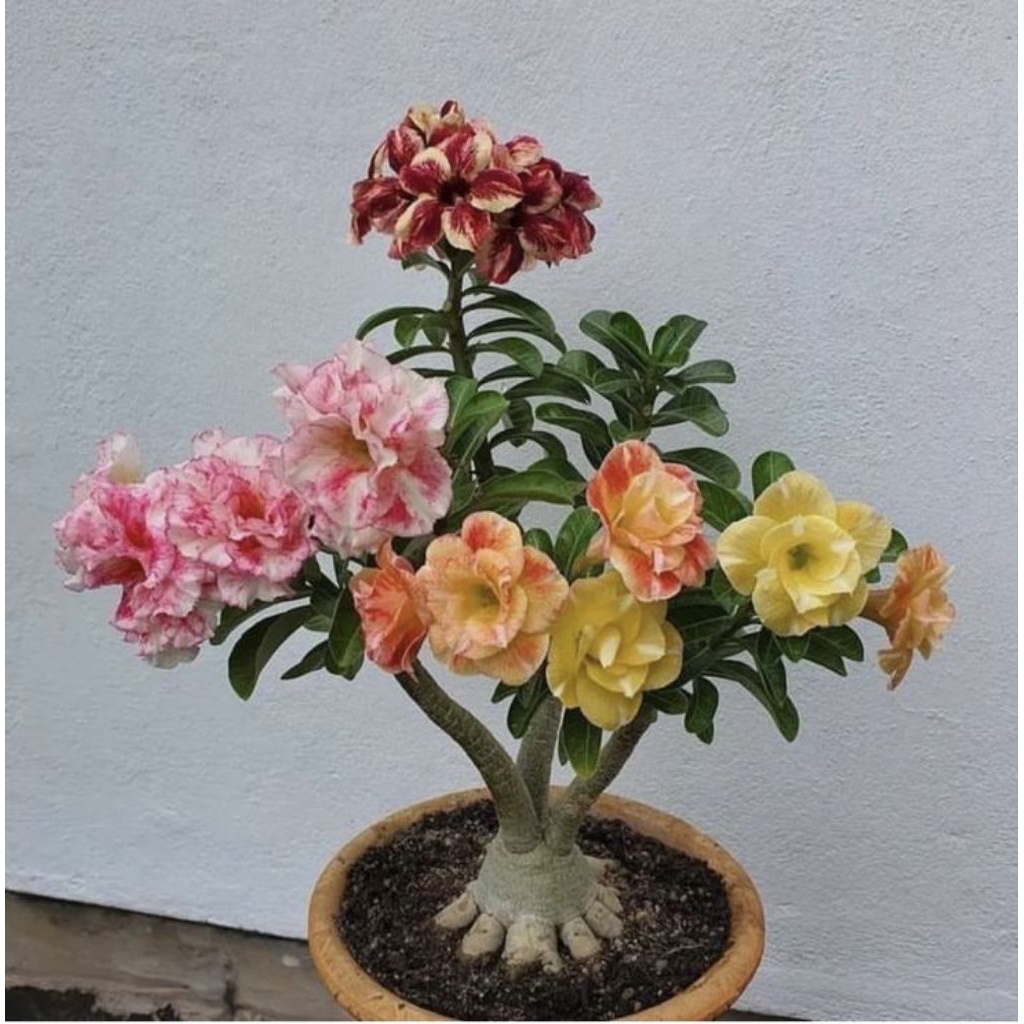 ( BISA COD ) TERMURAH Tanaman Hias Adenium Obesum Bunga Tumpuk 3 Warna - Bahan Bonsai  - Adenium Kam