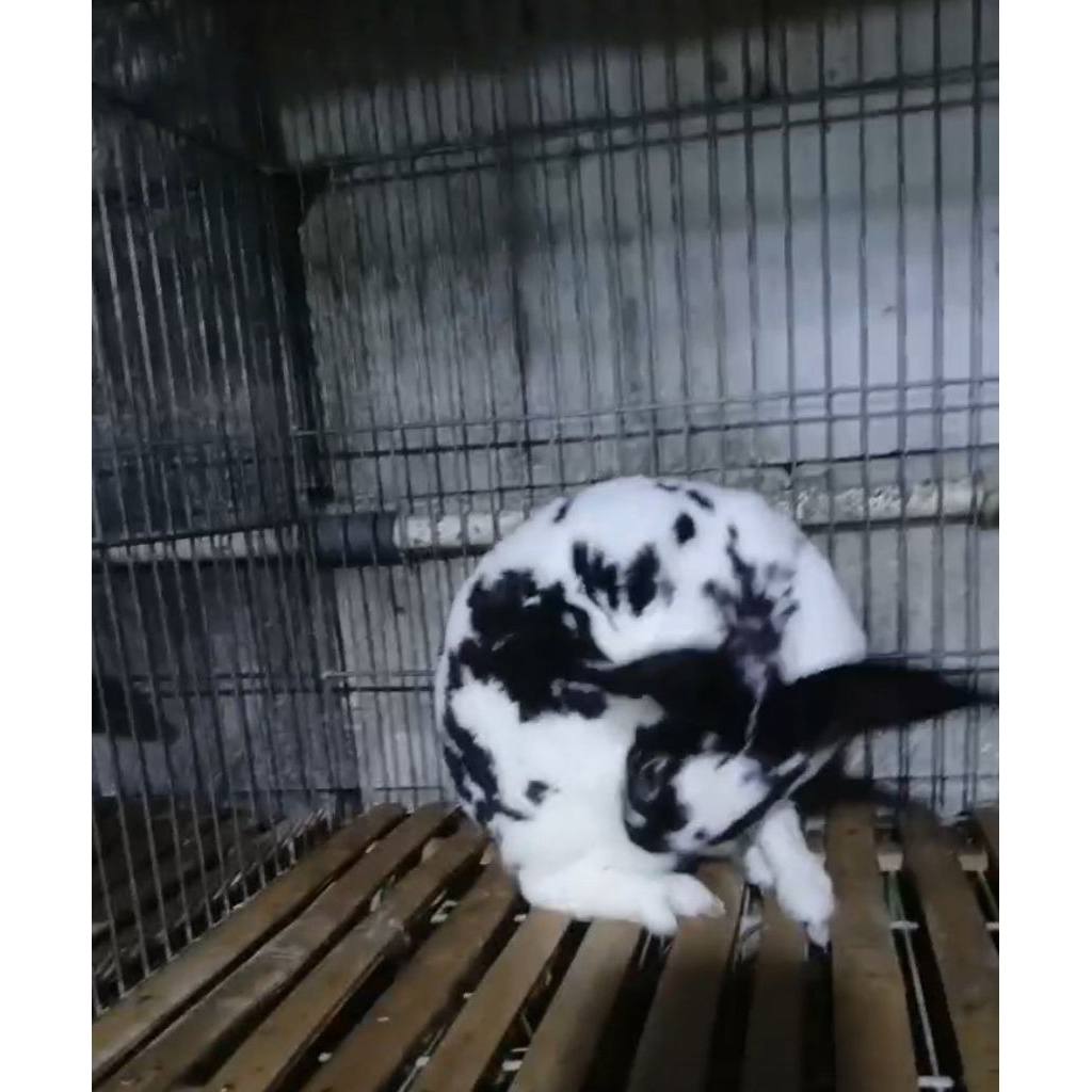 Kelinci Jantan Indukan REX Asli Usia 5-6-7 Bulanan siap produksi