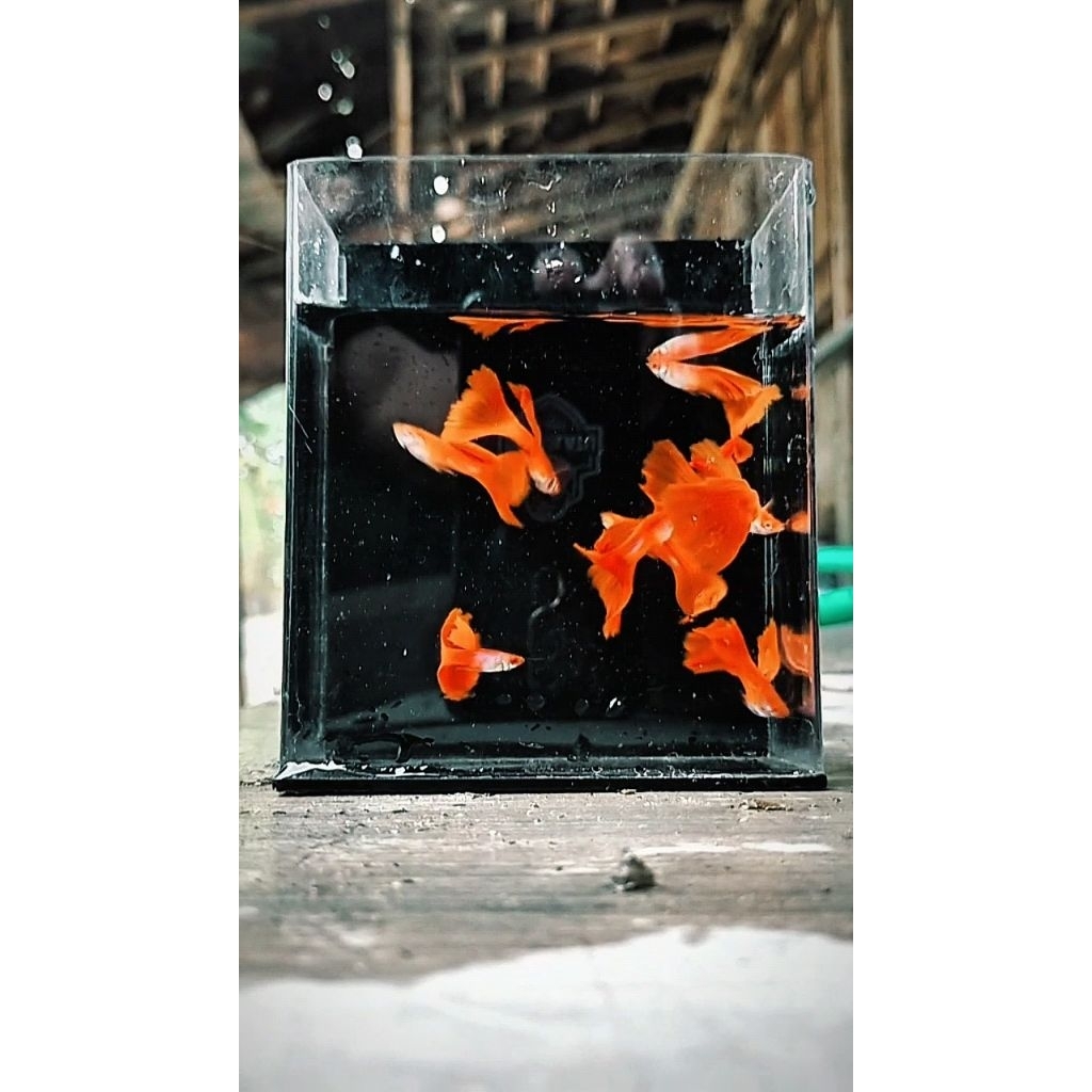 ikan Guppy afr sepasang,perekor , mata merah , albino full red