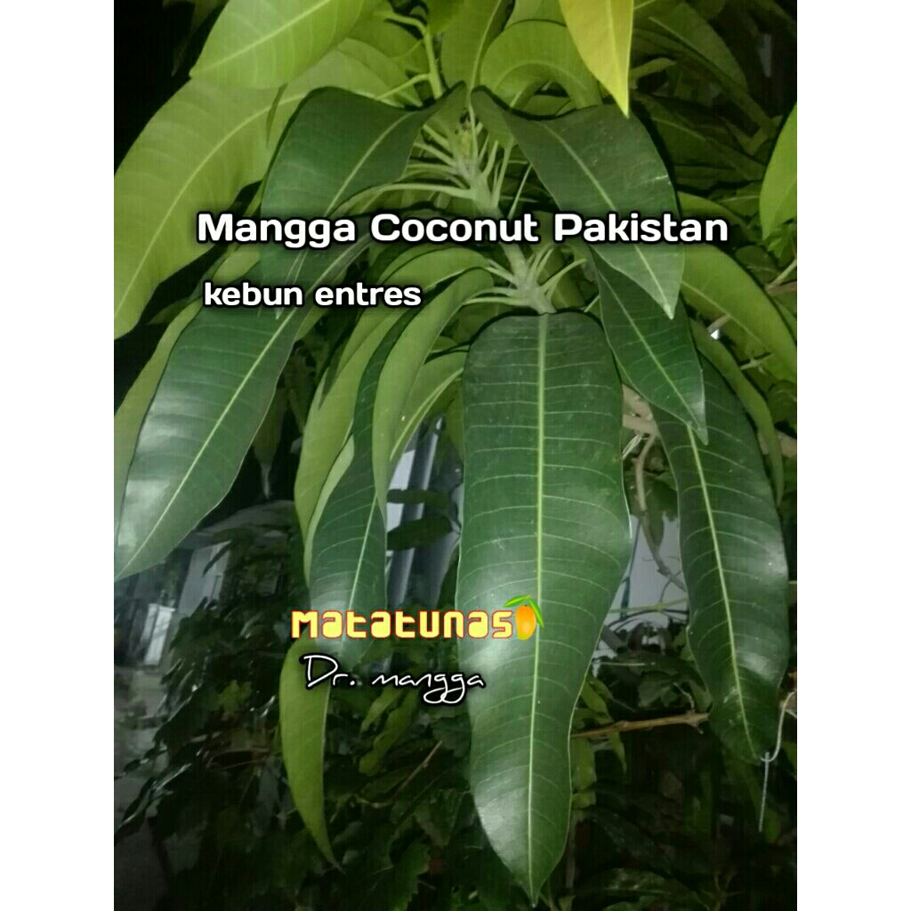 Entres mangga cp Coconut Pakistan