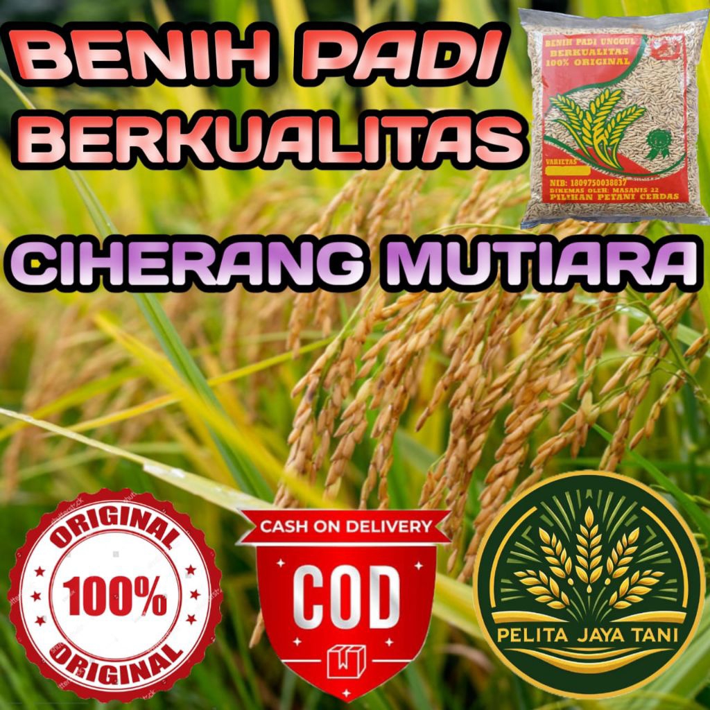BENIH PADI CIHERANG MUTIARA BERKUALITAS KEMASAN 5KG