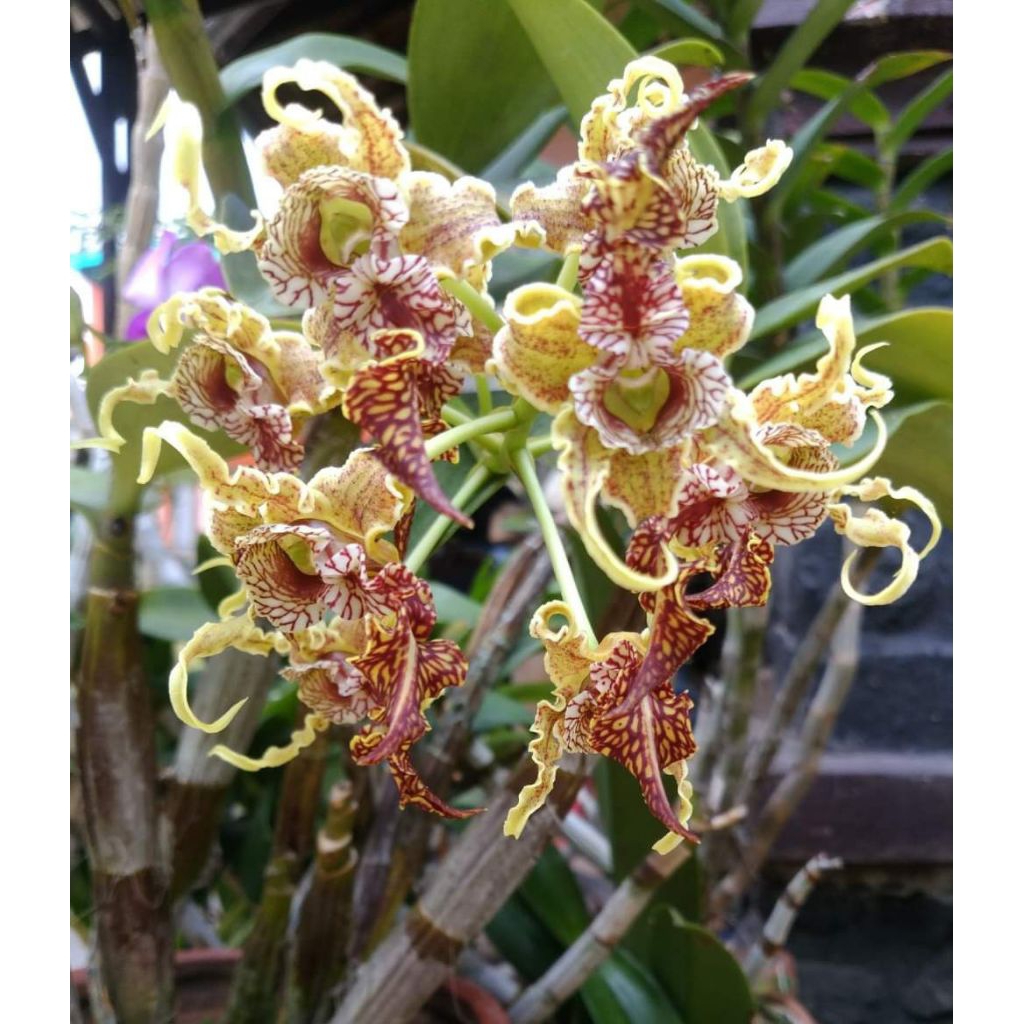 dendrobium spectabile jungle