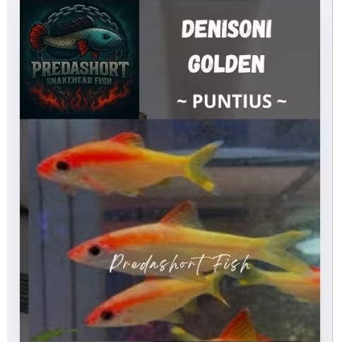 puntius denisoni golden berkualitas bergaransi