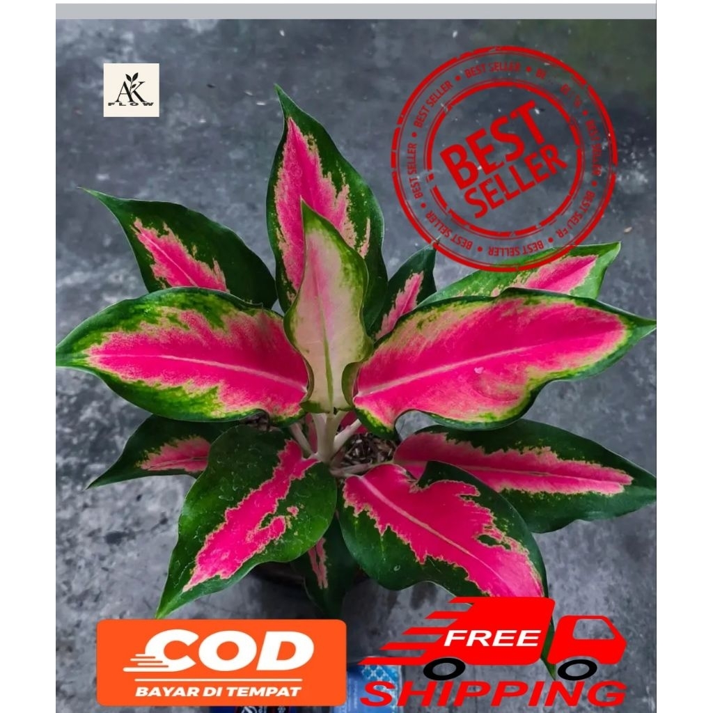 (PROMO) Tanaman hias Aglonema kochin rembulan ukuran remaja rimbun
