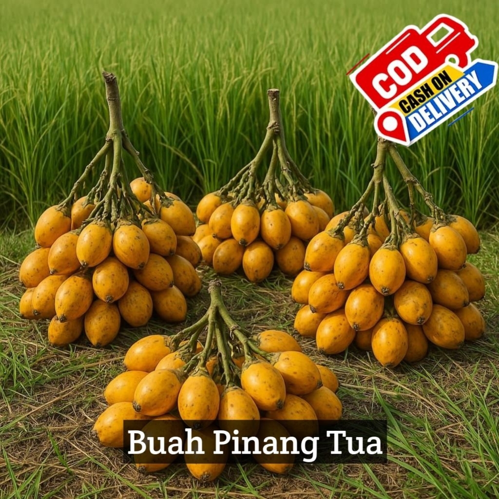 Buah Pinang Tua Segar per Kg, pinang betara, buah jambe