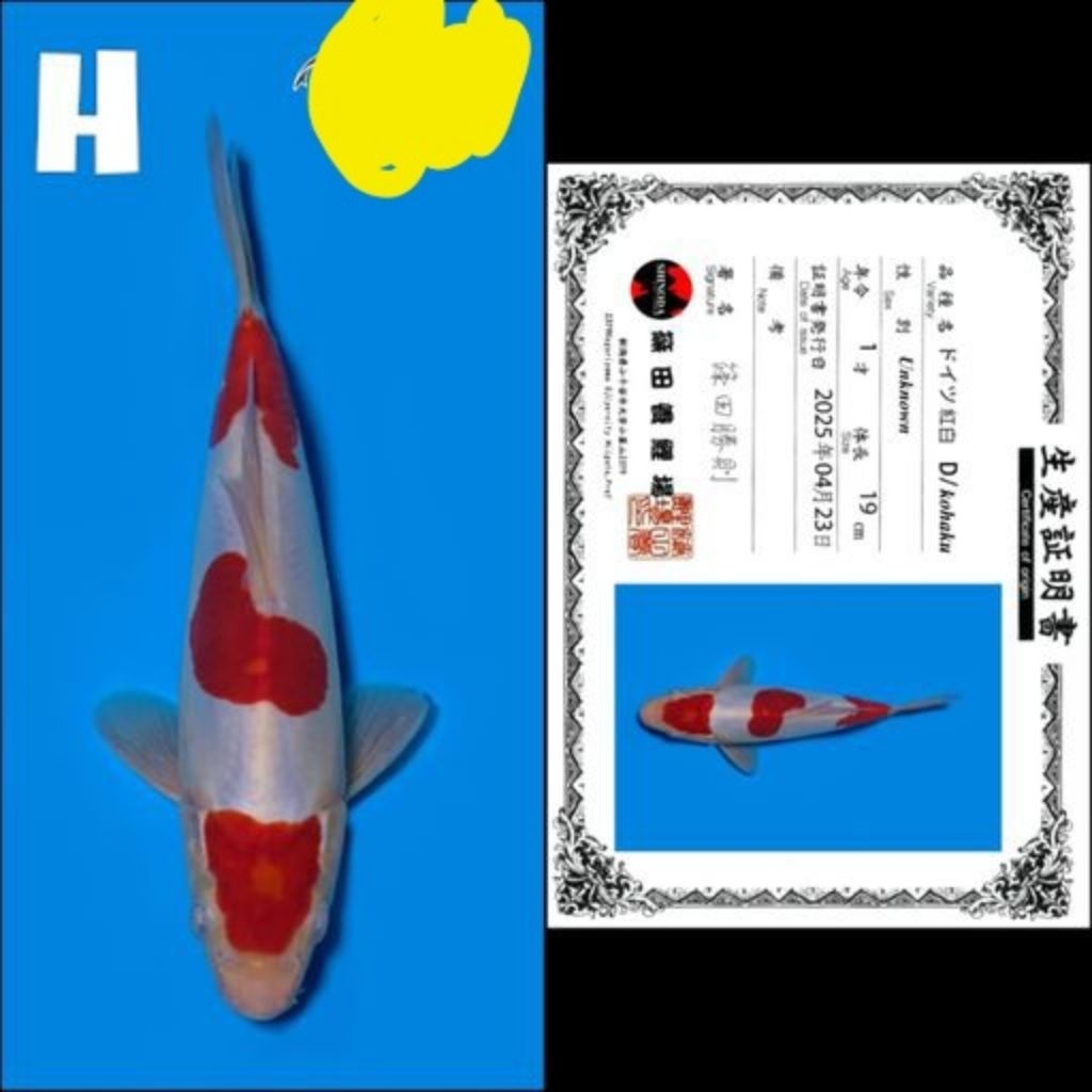 koi Kohaku doitsu import plus sertifikat size 20cm