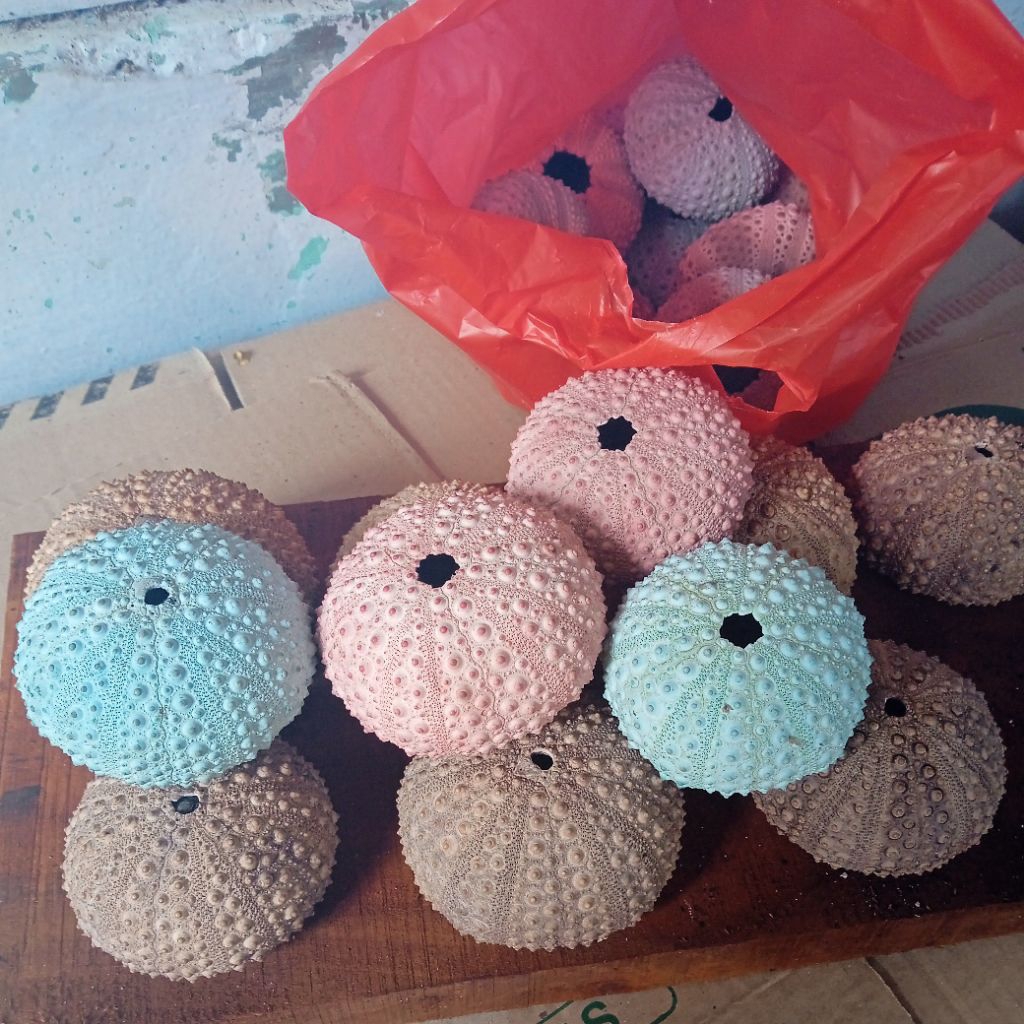 hiasan dekorasi sea urchin bulu babi / cangkang landak laut manggisan / pcs