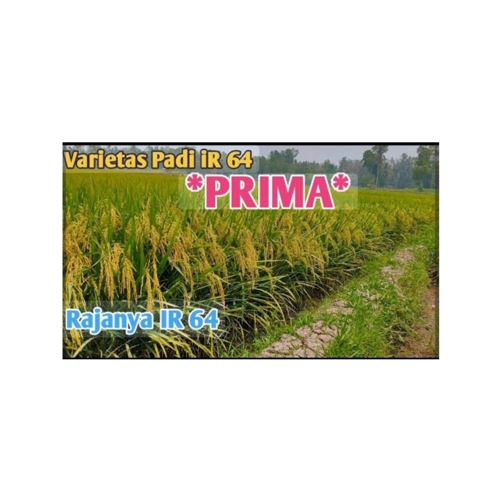 Benih padi super unggul berkualitas IR 64 PRIMA kemasan 1kg
