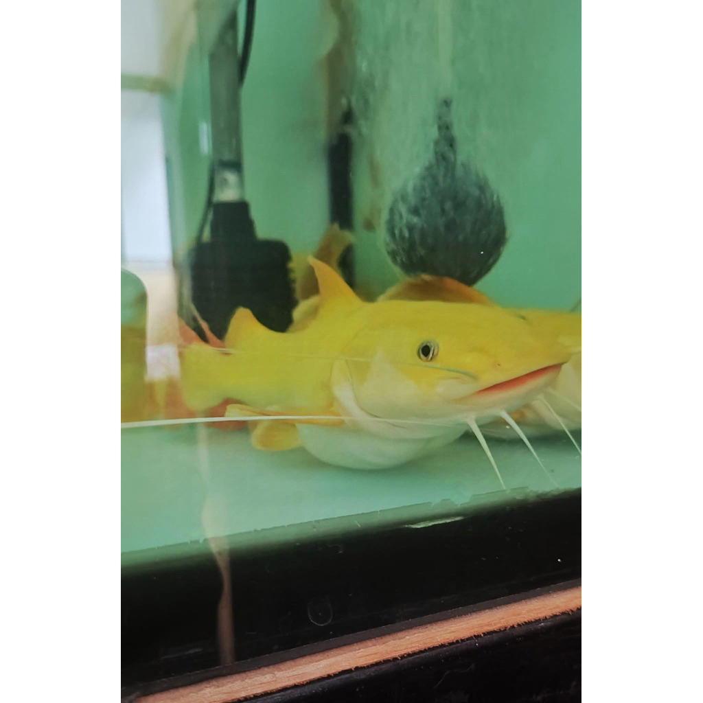 Hiasan aquarium rtc phantom 11-20cm