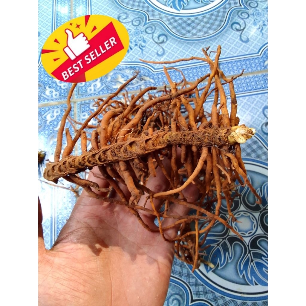 Akar tunjuk langit kering asli herbal alami