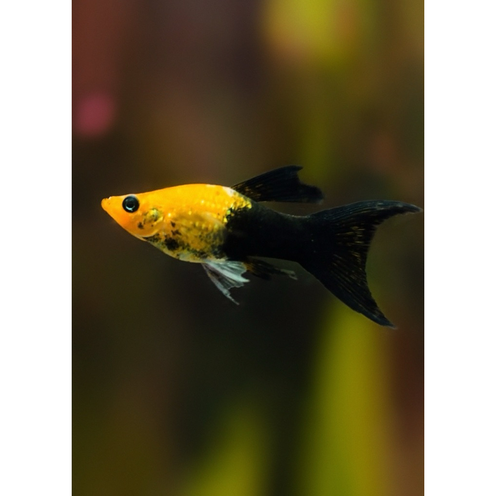 Molly golden black
