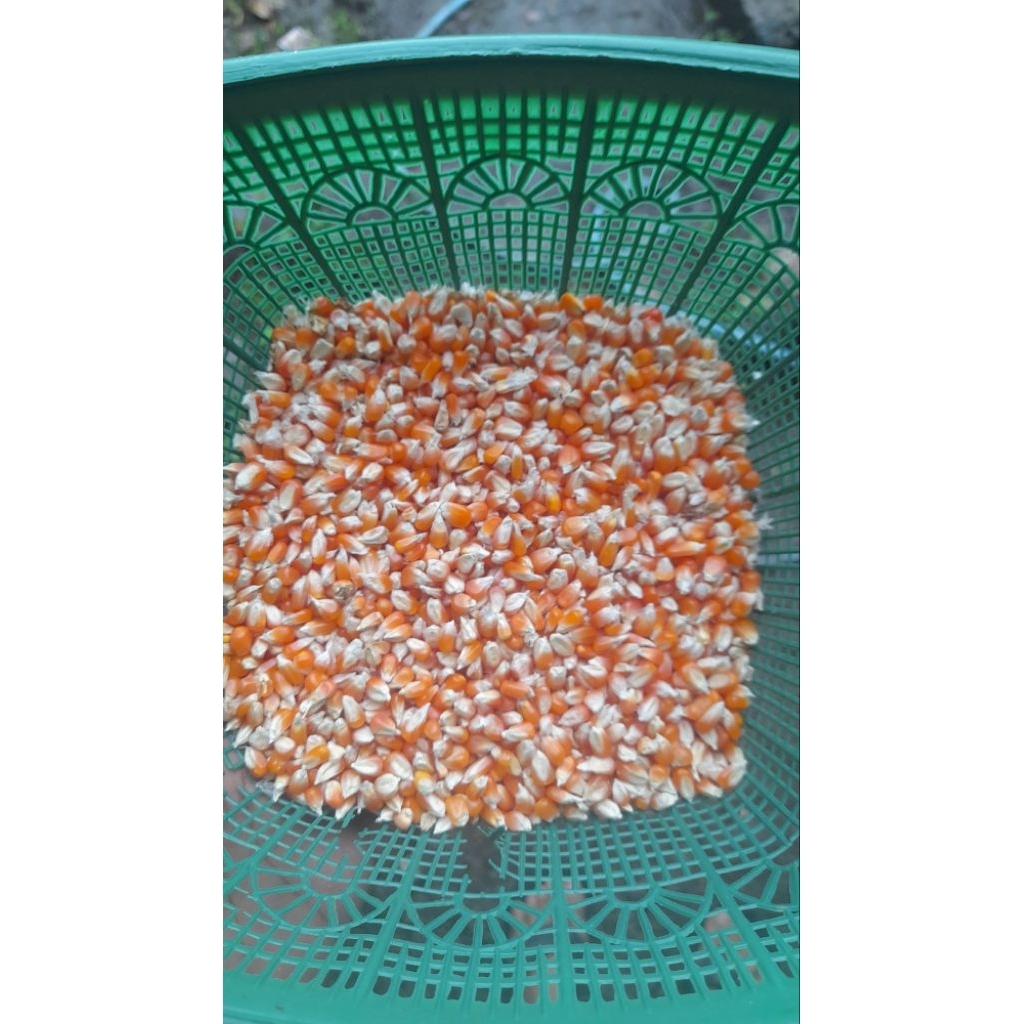 Jagung Madura jagung kecil pakan merpati 500gram super