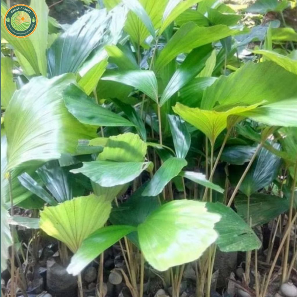 Bibit Pohon Aren Genjah / Bibit Nira Aren (Kawung ) Genjah