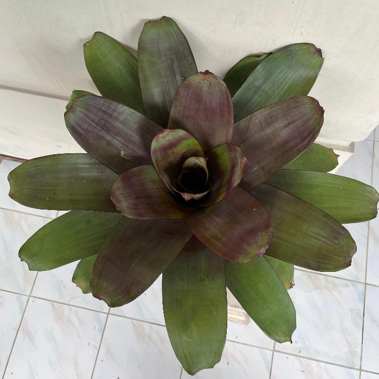 Bromelia Giant Merah Jumbo - Tanaman Hias Bromelia Giant Merah Jumbo - Tanaman bromelia giant