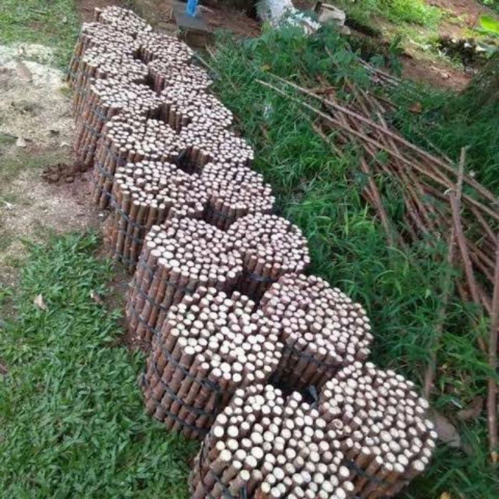 Bibit singkong Gatot koco 10 batang