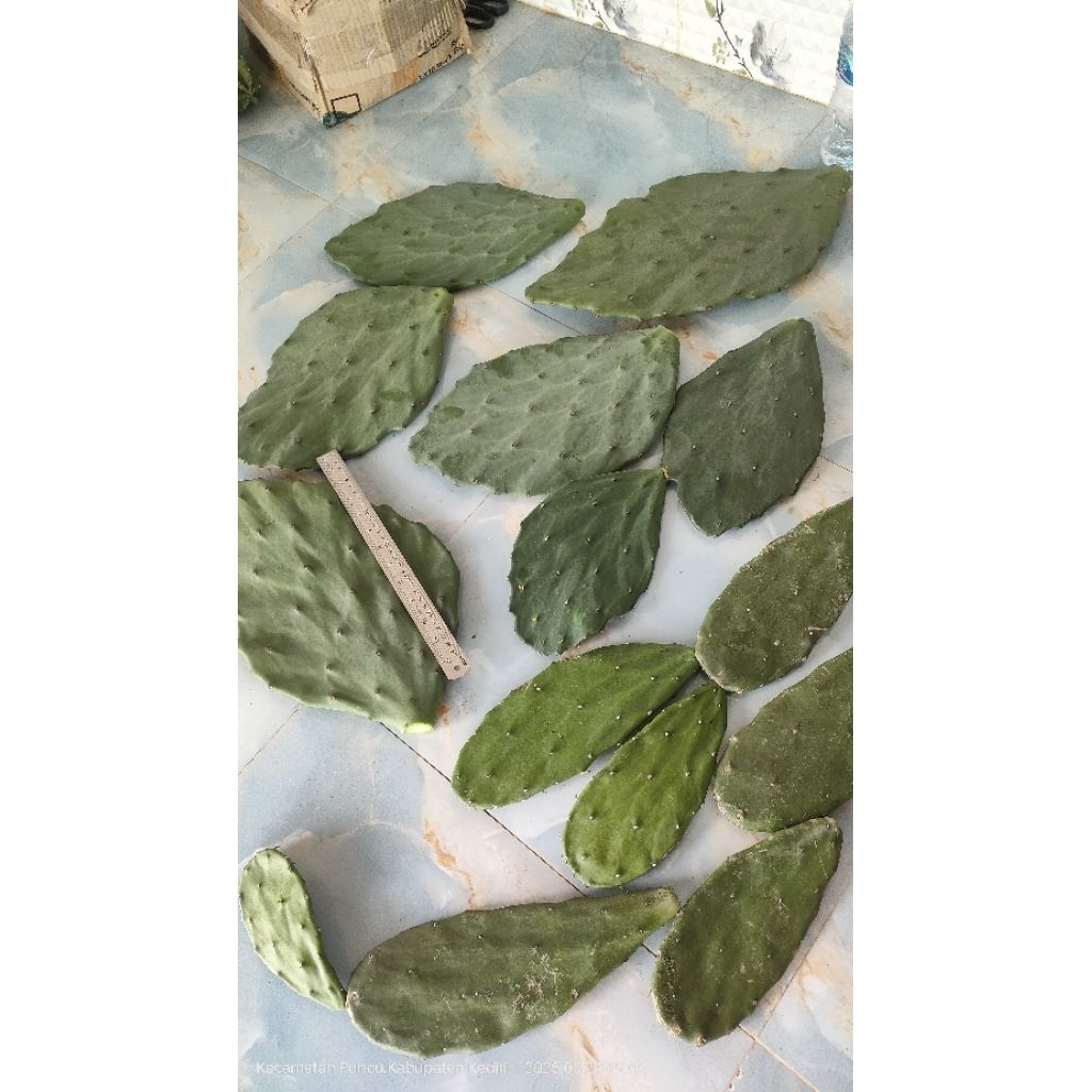 kaktus opuntia gomei lebar cakep taman