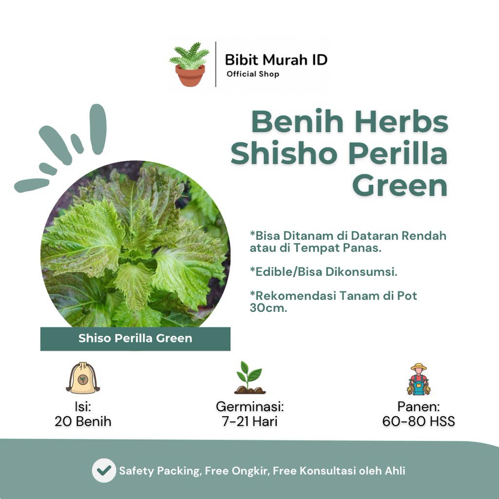 20 Benih Green Shiso Perilla - Lalapan ala Drakor - Benih Import Premium - Bibit Murah ID
