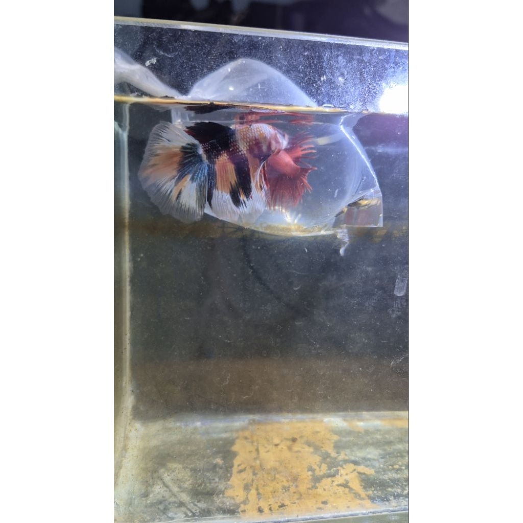 miniatur cupang nemo halfmoon