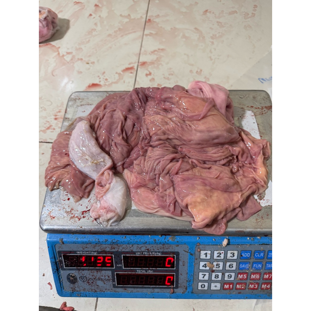 Uter sapi jeroan sapi usus besar