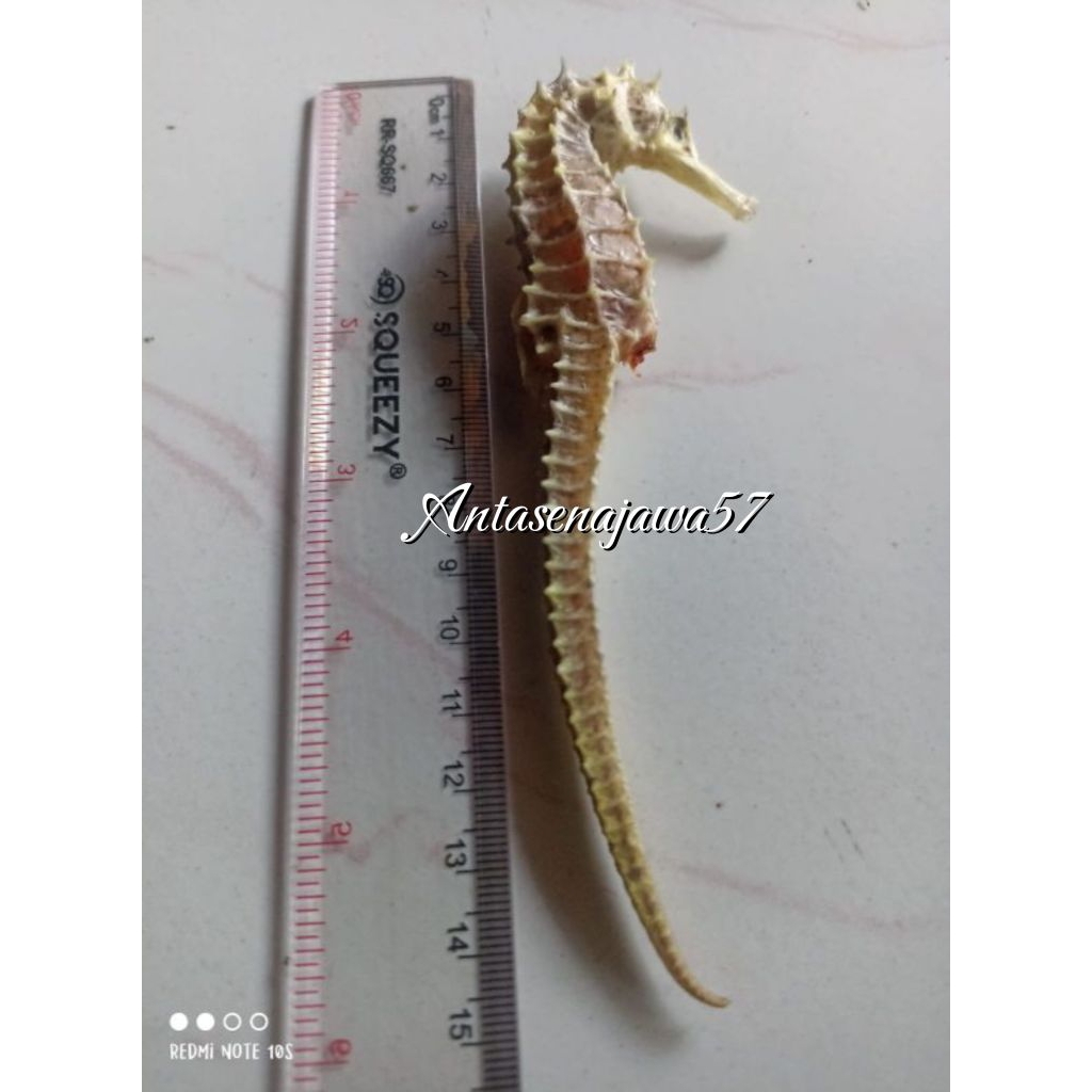 Kuda Laut Kering PILIHAN Asli dari Laut Jawa Grade A  JUMBO (1Biji)