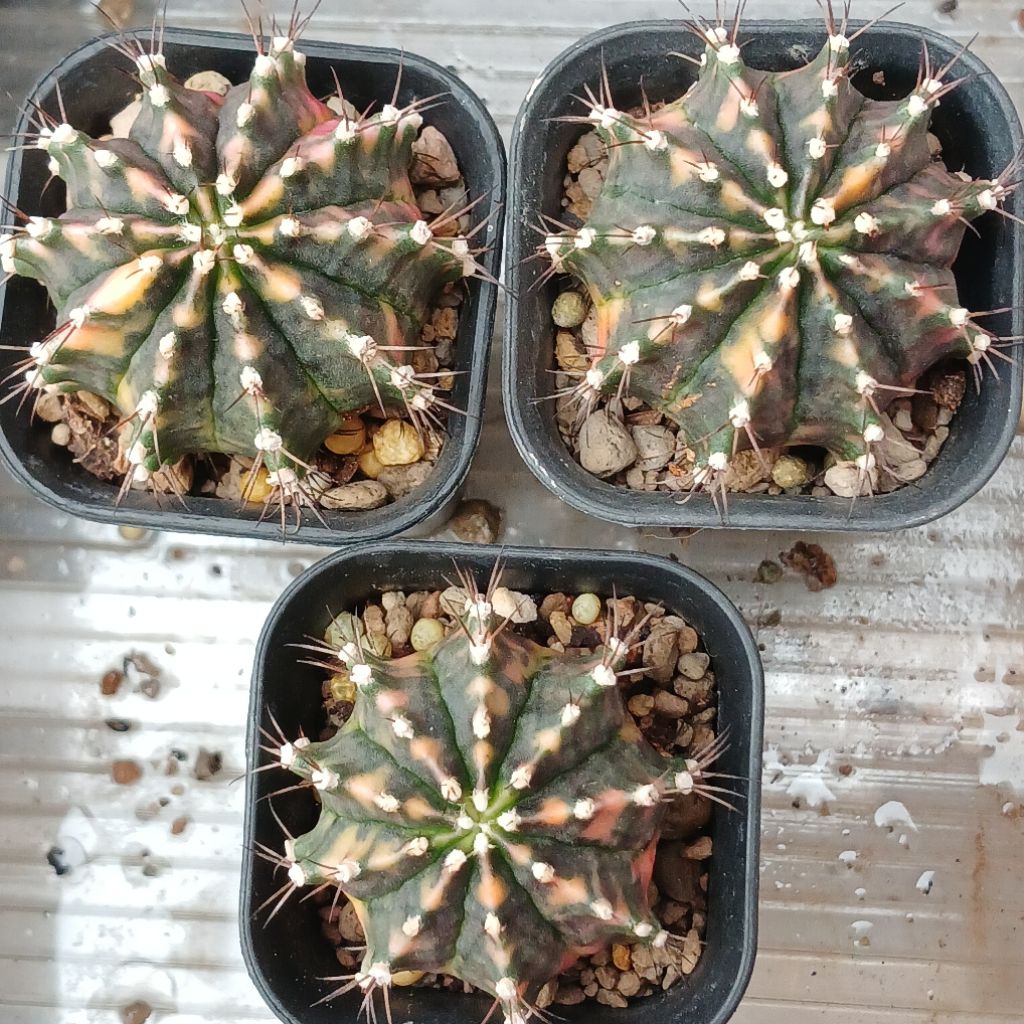 Gymnocalycium Orenji | Kaktus