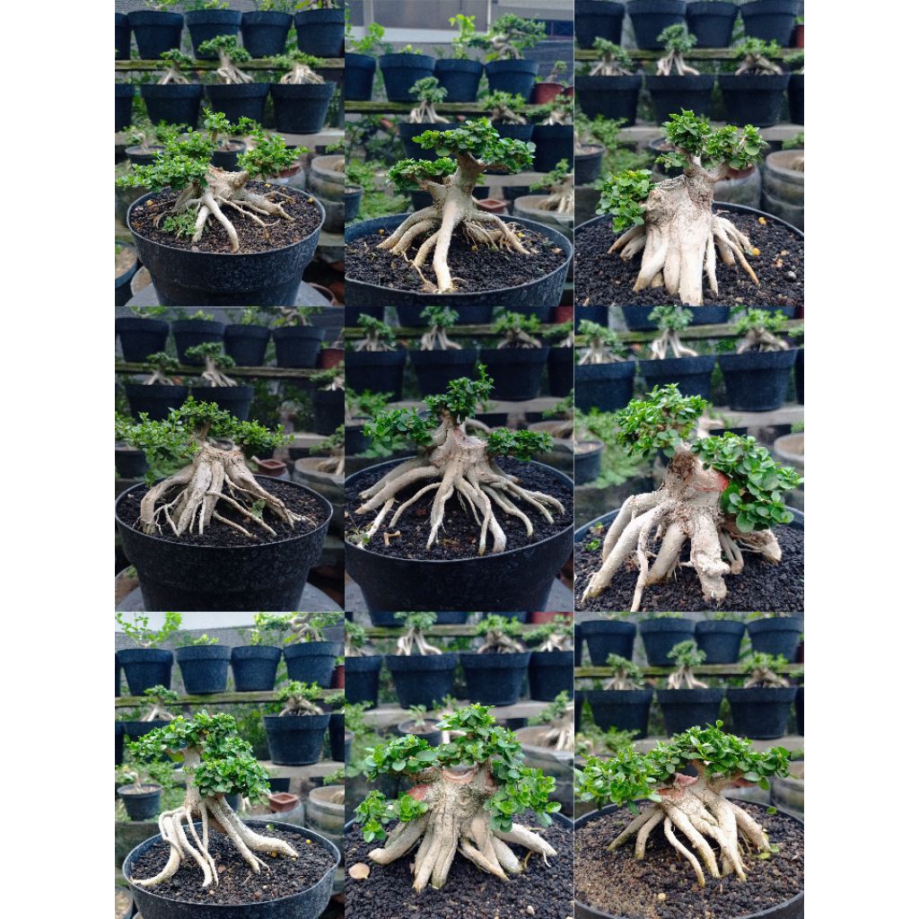 Bonsai Sancang Prokar (Real Pict)