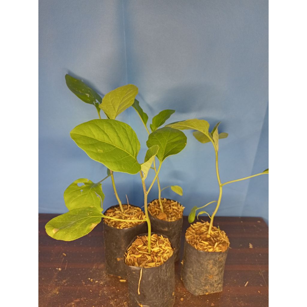 TANAMAN TERONG UNGU / BIBIT TERONG UNGU SIAP TANAM