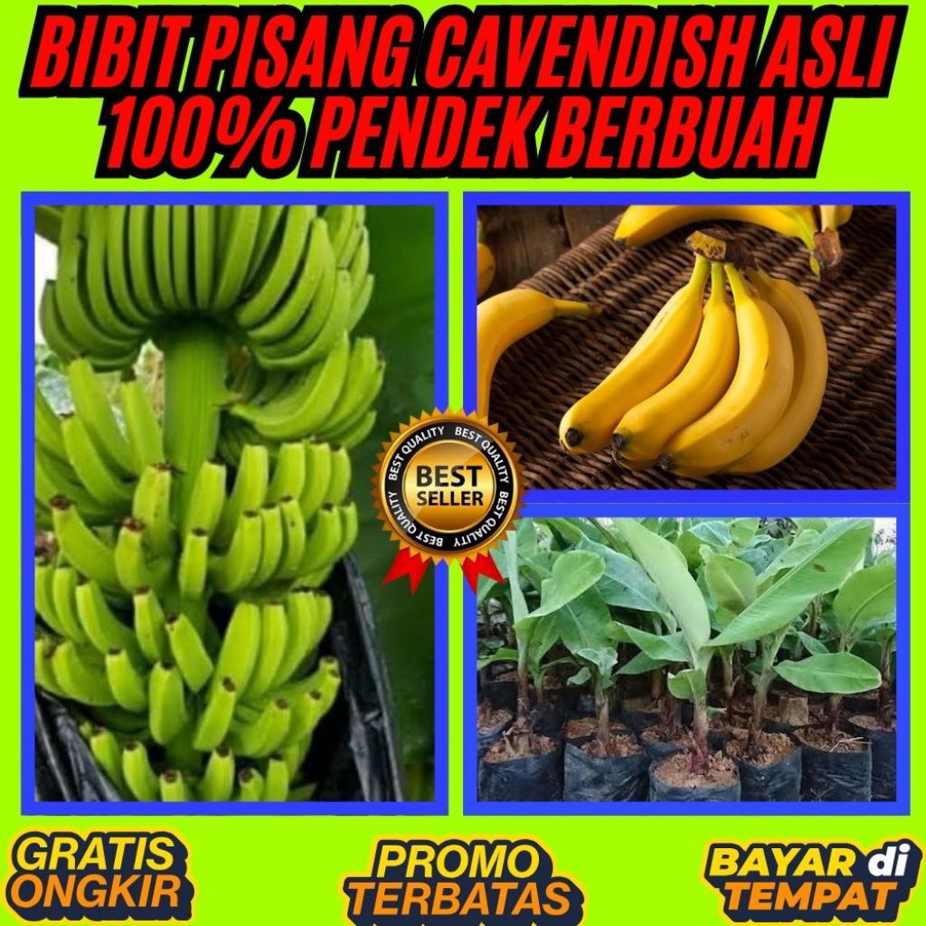TERBUKTI ASLI  Bibit Pisang Cavendish G9