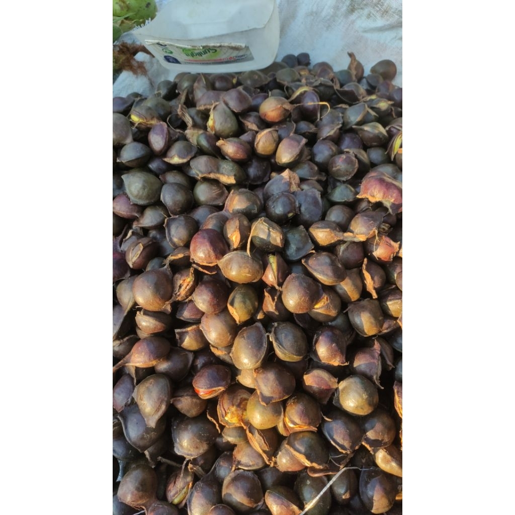 Jengkol Tua kulit 1 kg