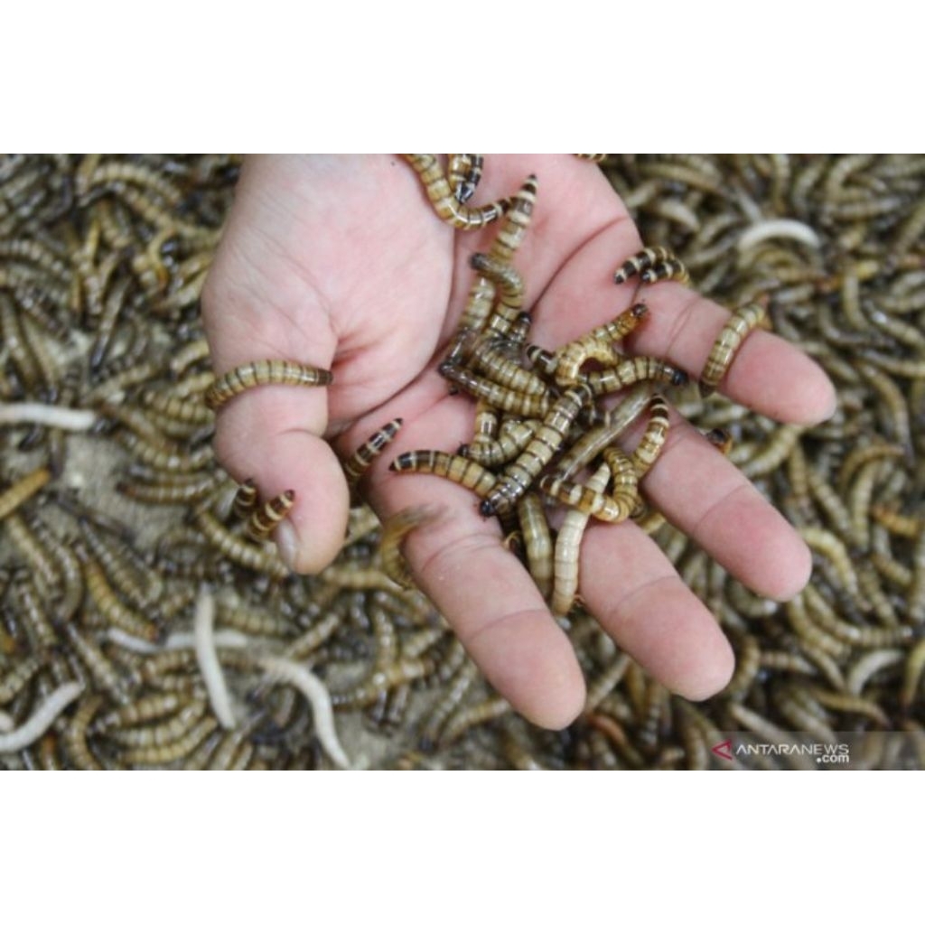 ulatjerman_kepik,ulat,jerman