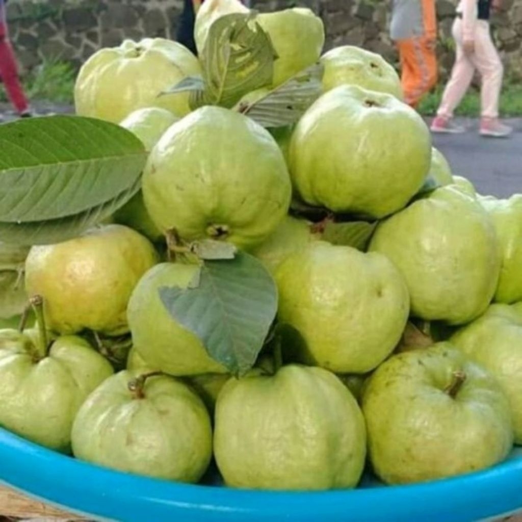 Buah Jambu Kristal Putih Tanpa Biji 1kg