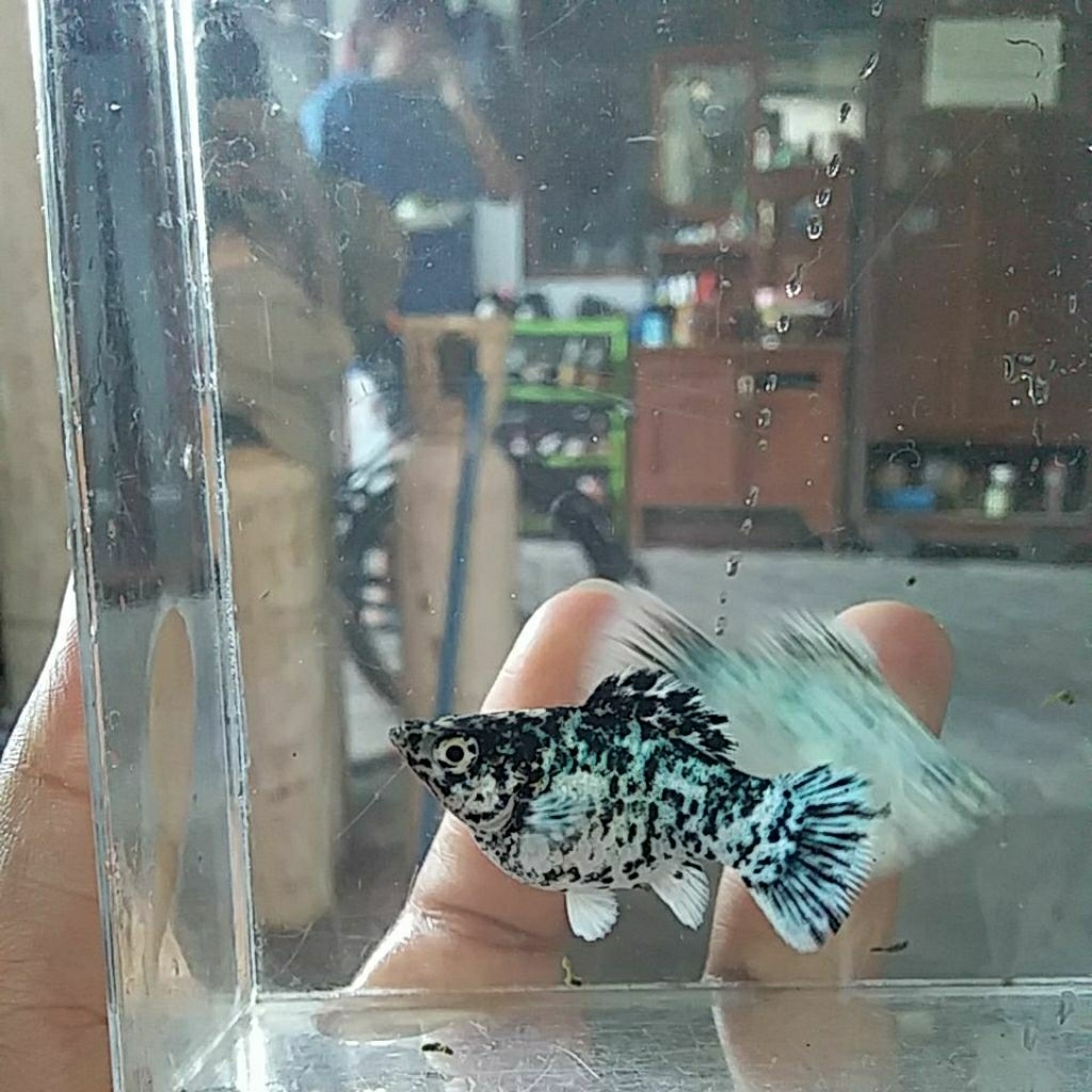 molly balon marble roundtail