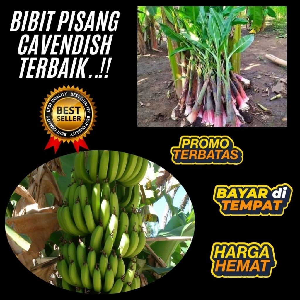 STOK TERBATAS  Bibit Pisang Cavendish Cj40 │ Bibit Pisang Cavendish Foto