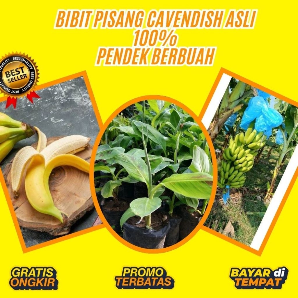PROMO  Bibit Pisang Cavendish Asli │ Bibit Pisang Cavendish Cj40