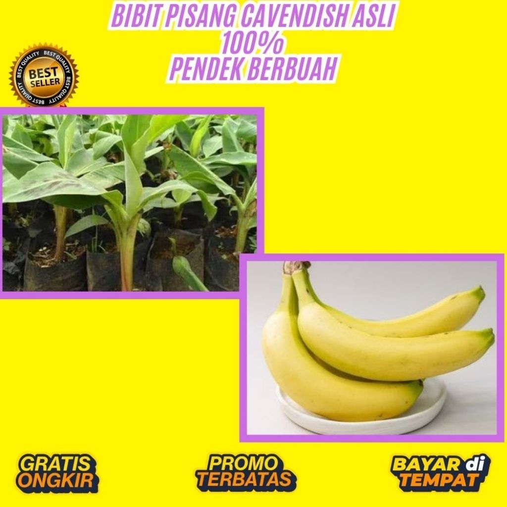 PROMO  Pohon Pisang Cavendish Berbuah │ Pohon Pisang Cavendish Dalam Pot